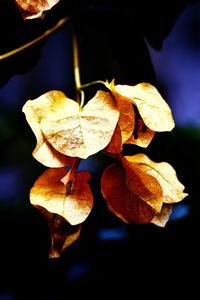 Close-up of leaves