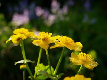 Close-up of yellow flowering plant