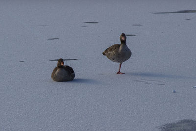 Birds perching on snow