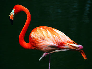 View of a flamingo 