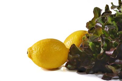Close-up of orange fruit against white background