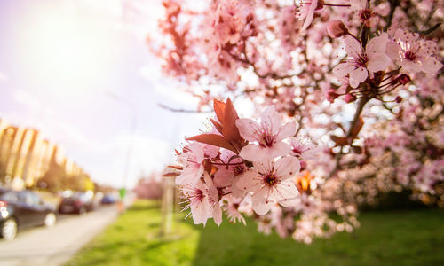 Close-up of pink cherry blossom tree