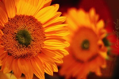 Close-up of sunflower blooming outdoors