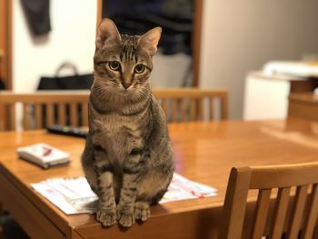 Cat sitting on table at home