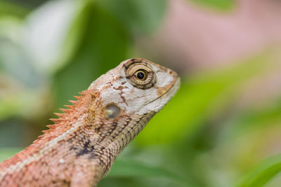 Close up of a oriental garden lizard