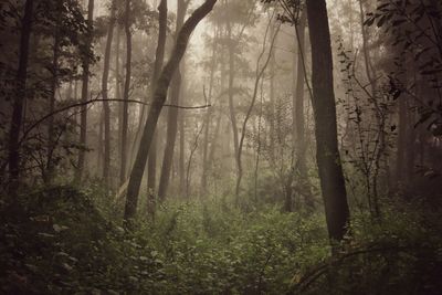 Trees in forest