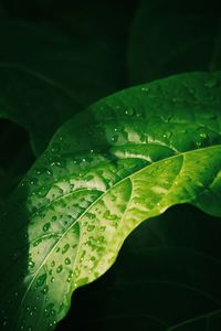 Close-up of wet plant leaves