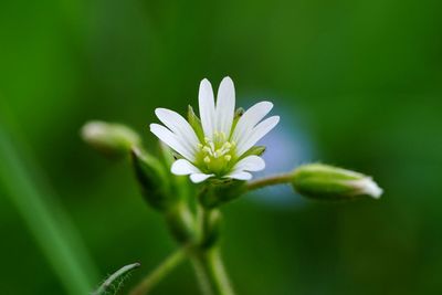 Close-up of white flower