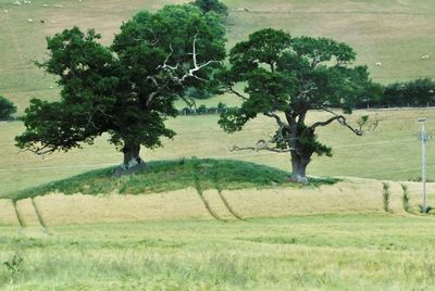 Trees on field