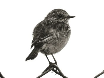 Low angle view of bird perching against clear sky