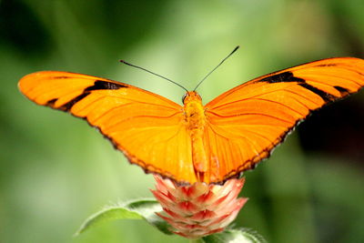 Close-up of butterfly pollinating flower