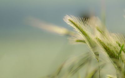 Close-up of dandelion on field