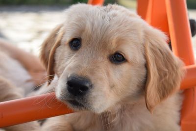 Close-up of dog