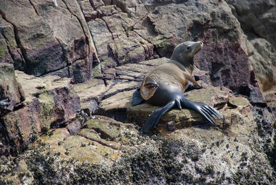 A sea lion with a massive injury following a shark attack in baja california, mexico