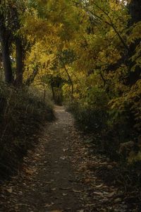 Footpath amidst trees in forest