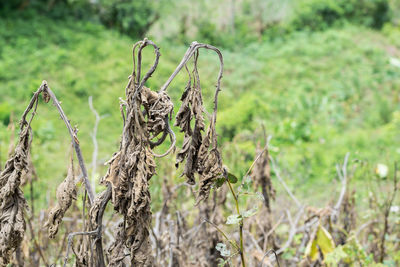 Close-up of plants on field