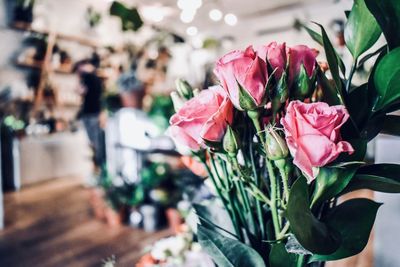 Close-up of pink roses