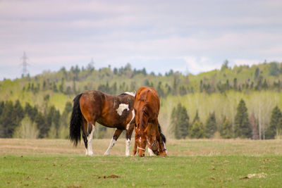 Horse running on field