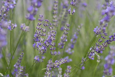 Close-up of purple flowers