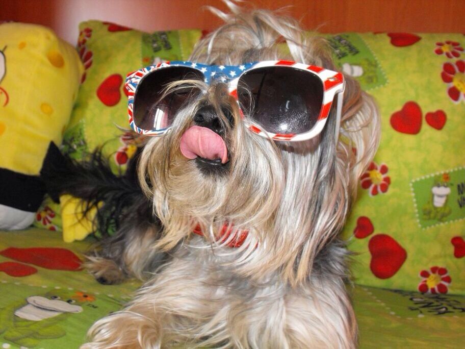 dog, domestic animals, pets, one animal, portrait, close-up, looking at camera, animal themes, sunglasses, animal hair, focus on foreground, indoors, headshot, mammal, one person, front view, humor, multi colored, animal head