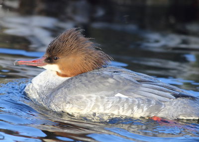 Close-up of duck swimming in lake