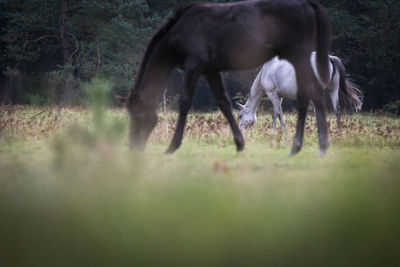 Horse grazing on field