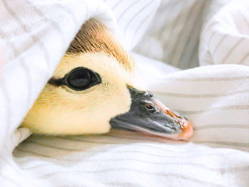 Close-up of a bird