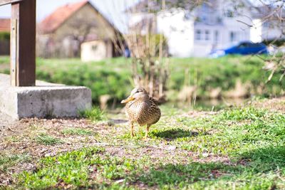 Duck on a field