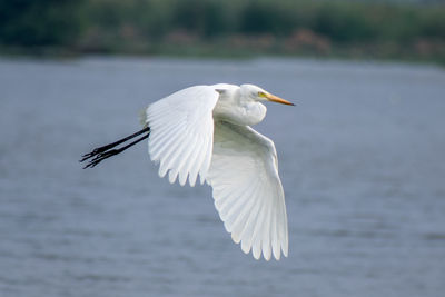 White bird flying