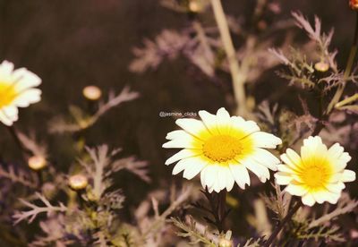 Close-up of yellow daisy flowers on field