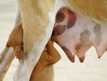 Close-up of a dog