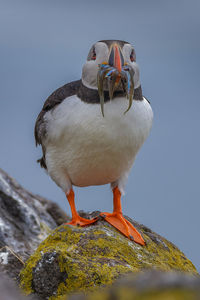 Puffin with eels