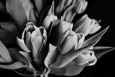 Close-up of flower against black background