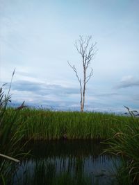 Plants growing on field against sky