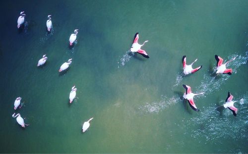 High angle view of ducks swimming in sea