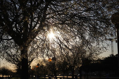 Silhouette of trees at sunset