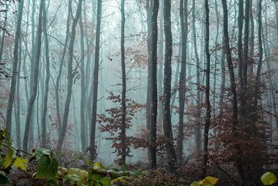 Trees in forest during winter