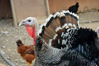 Close-up of rooster