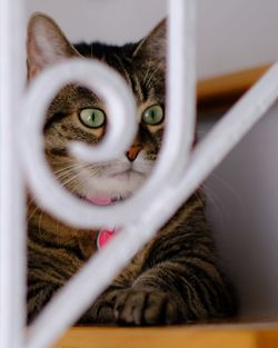 Close-up portrait of cat at home