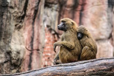 Close-up of monkey sitting on tree trunk