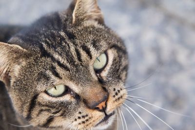 Close-up portrait of cat