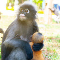 Monkey sitting on looking away