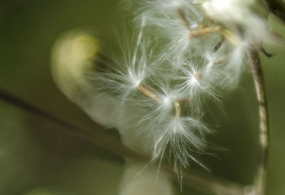 Close-up of dandelion