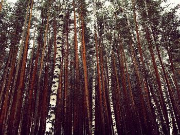 Full frame shot of trees in forest