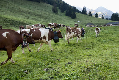 Cows grazing in a field