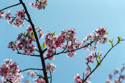 Low angle view of cherry blossoms against sky