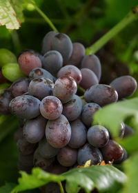 Close-up of grapes