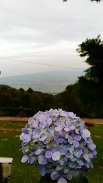 Close-up of purple flowering plants against sky