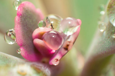 Close-up of wet pink flower