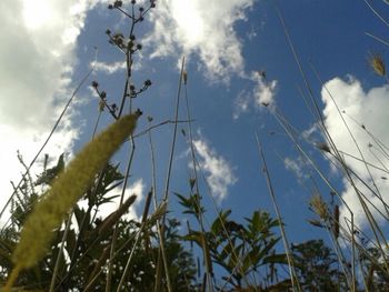 Low angle view of plants against cloudy sky